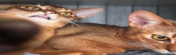Abyssinian cats for sale: Champion line  - Advert 25