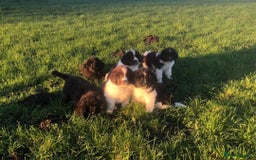 Newfoundland dogs for sale: Outstanding Newfoundland Puppies - Advert 3