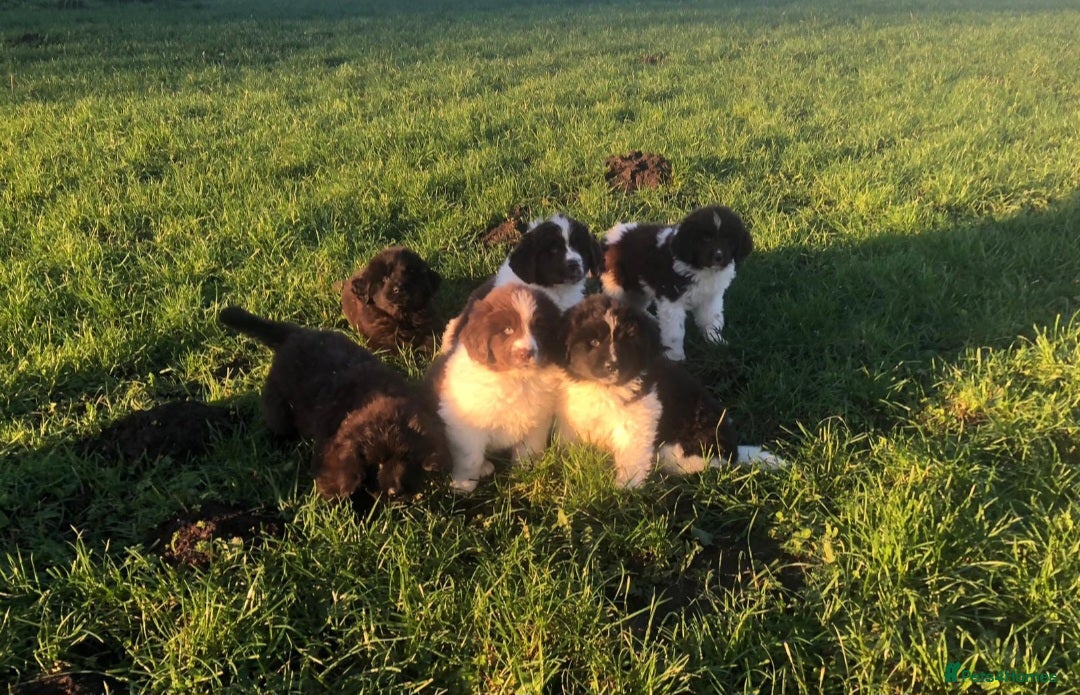 Newfoundland dogs for sale: Outstanding Newfoundland Puppies - Advert 3