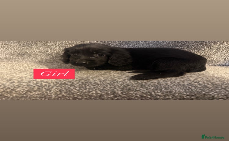 Sprocker dogs - Advert 3