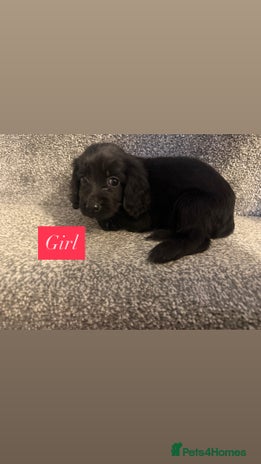 Sprocker dogs - Advert 3