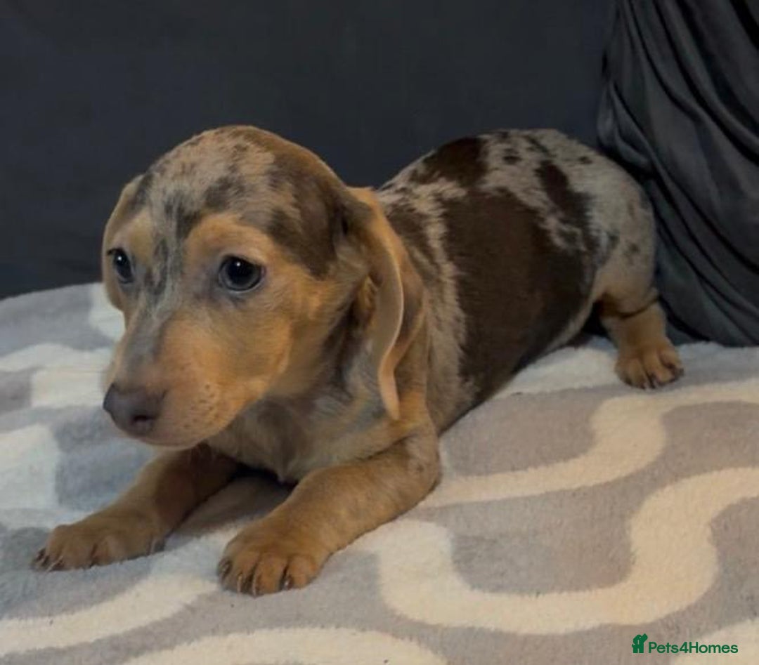 Mixed Breed dogs for sale: Daxijacks puppies ❤️💙 - Advert 5