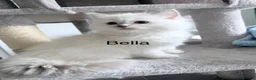 Ragdoll cats for sale: Ragdoll kittens rare lilac point mitted - Advert 17