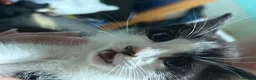Mixed Breed cats for sale: 4 gorgeous kittens  - Advert 8