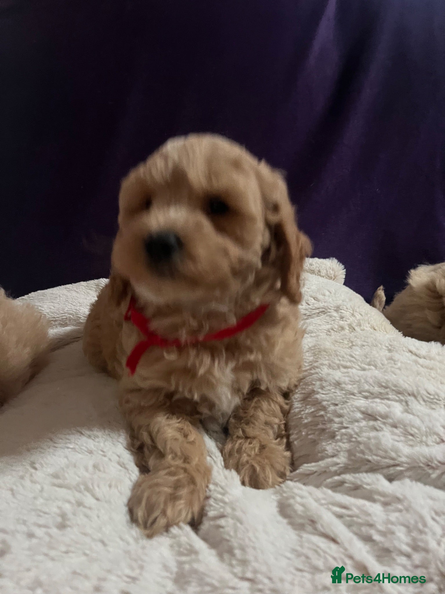 Cavapoochon dogs Cavapoochon puppies  - Advert 2
