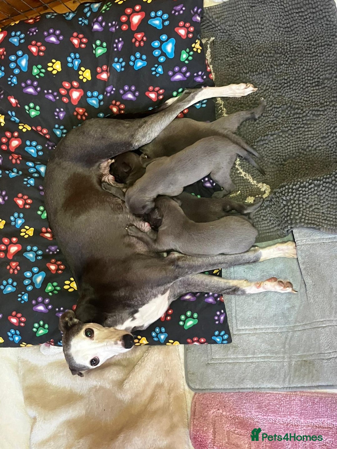 Whippet dogs for sale: Whippet puppy’s  - Advert 1