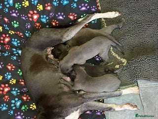 Whippet dogs Whippet puppy’s - Advert 12