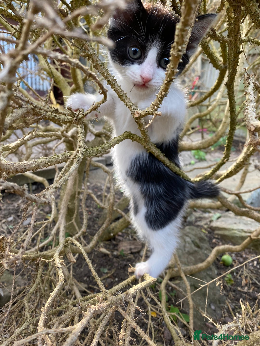 Mixed Breed cats for sale: beautiful kittens - Image 8