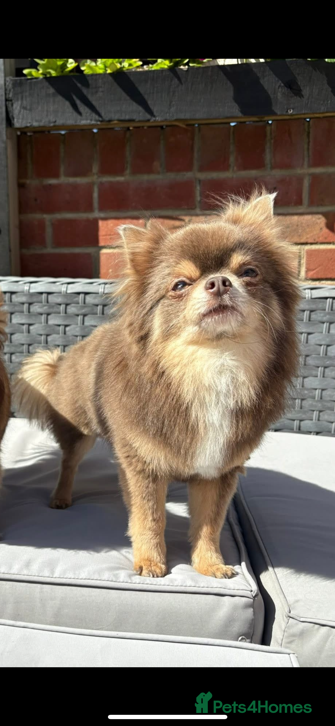 Chihuahua dogs for sale: 2 Chihuahua girls ready to leave   - Advert 4