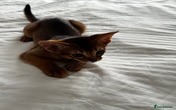 Abyssinian cats for sale: Perfect girl Ready to Go 💝 - Image 3