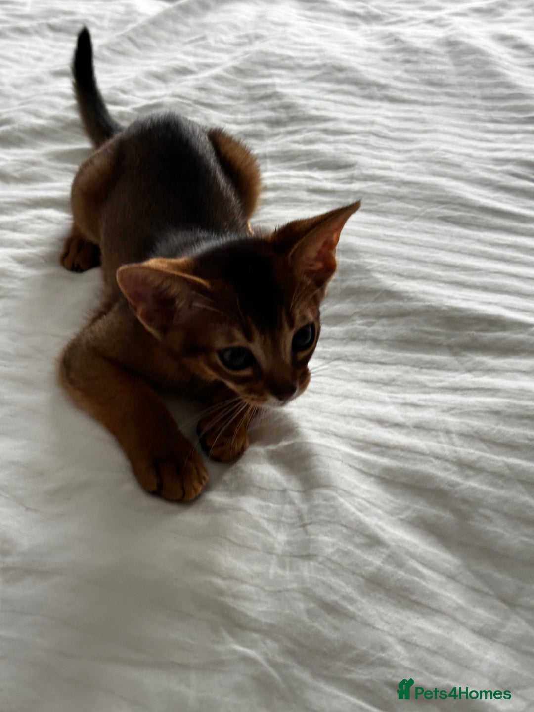 Abyssinian cats for sale: Perfect girl Ready to Go 💝 - Image 3