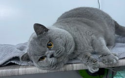 British Shorthair cats for stud: 🏆 BLUE STUD TiCA GCCF  CARRYING CHOCOLATE  in Derby - Image 10