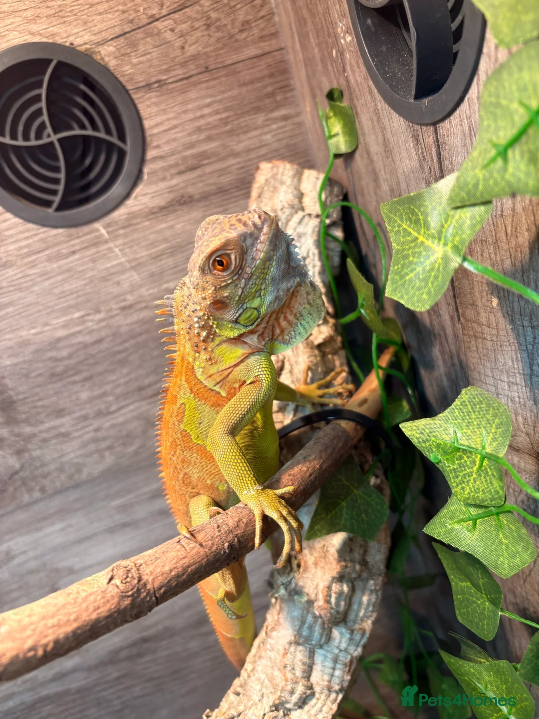 Iguana reptiles for sale: Iguana 6months old - Advert 1