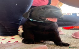 Labrador Retriever dogs for sale: ⭐️READY TO GO NEXT WEEK⭐️KC Reg Labrador Puppies  - Image 24