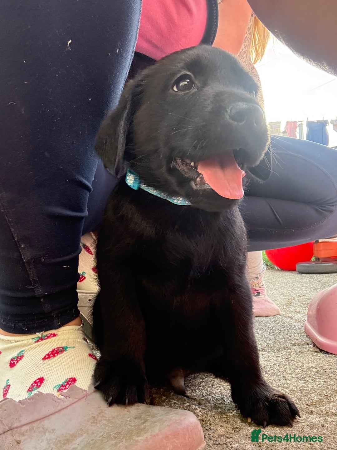 Labrador Retriever dogs for sale: ⭐️READY TO GO NEXT WEEK⭐️KC Reg Labrador Puppies  - Image 24