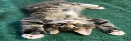 Mixed Breed cats for sale: Maine Coon mix - Advert 23