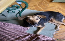 Mixed Breed dogs for sale: Very Special Mixed German Shepherd Girl (aged 3) - Image 8