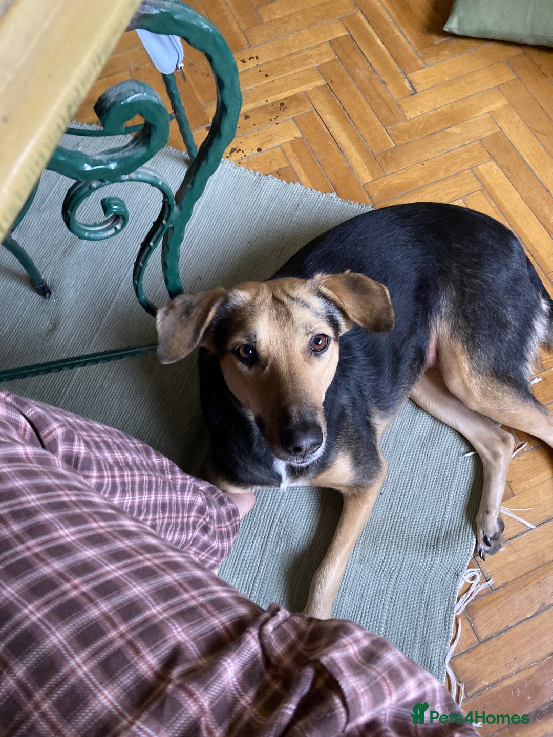 Mixed Breed dogs for sale: Very Special Mixed German Shepherd Girl (aged 3) - Image 8