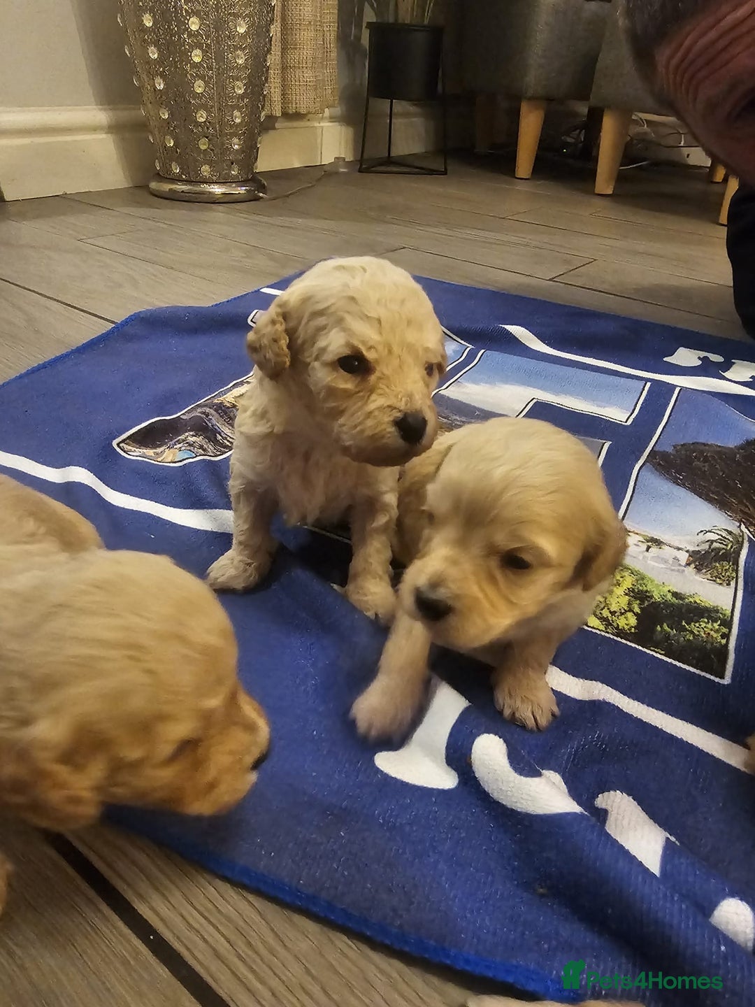 Mixed Breed dogs for sale: Cavachon Puppies for Sale  - Image 4