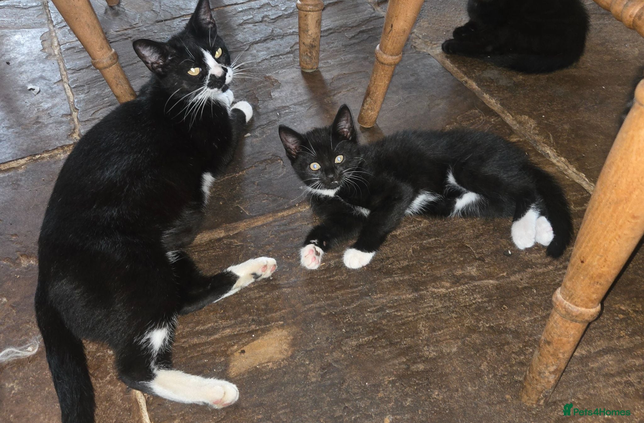 Mixed Breed cats Beautiful black and white male kitten for sale.  - Advert 1