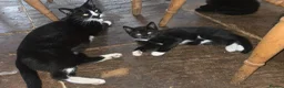 Mixed Breed cats for sale: Beautiful black and white male kitten for sale.  - Advert 1