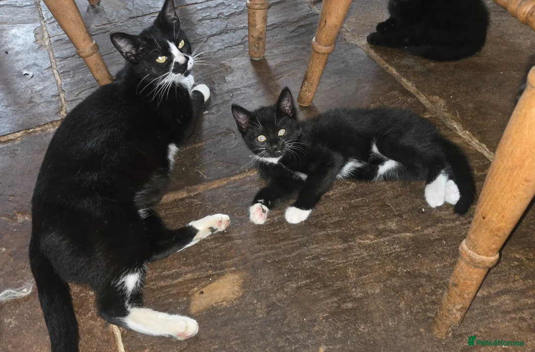 Mixed Breed cats for sale: Beautiful black and white male kitten for sale.  - Advert 1