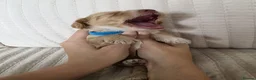 Cockapoo dogs for sale: Golden Cockapoo Puppies - Advert 13