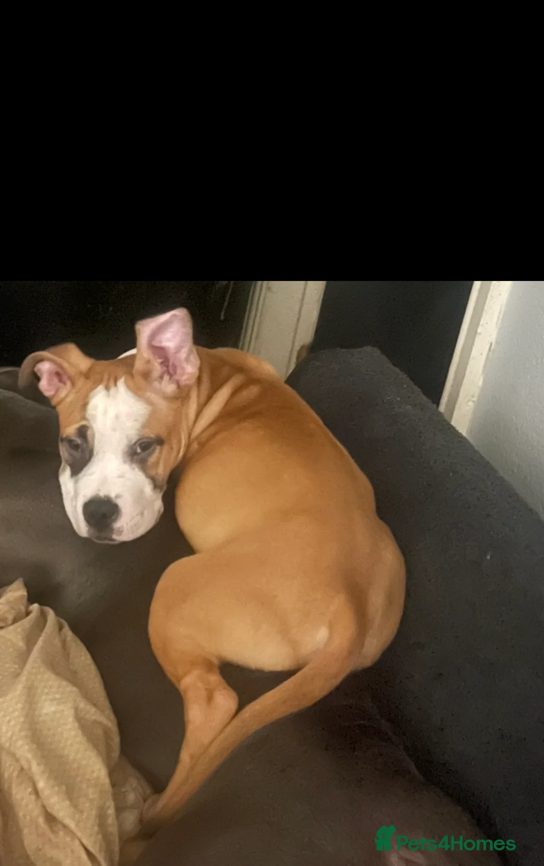 American Bully dogs for sale: American pocket bully puppies ready to go - Advert 6