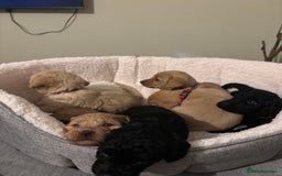 Mixed Breed dogs for sale: Lovely Cockapoo x miniature Labradoodle puppies!  - Advert 2