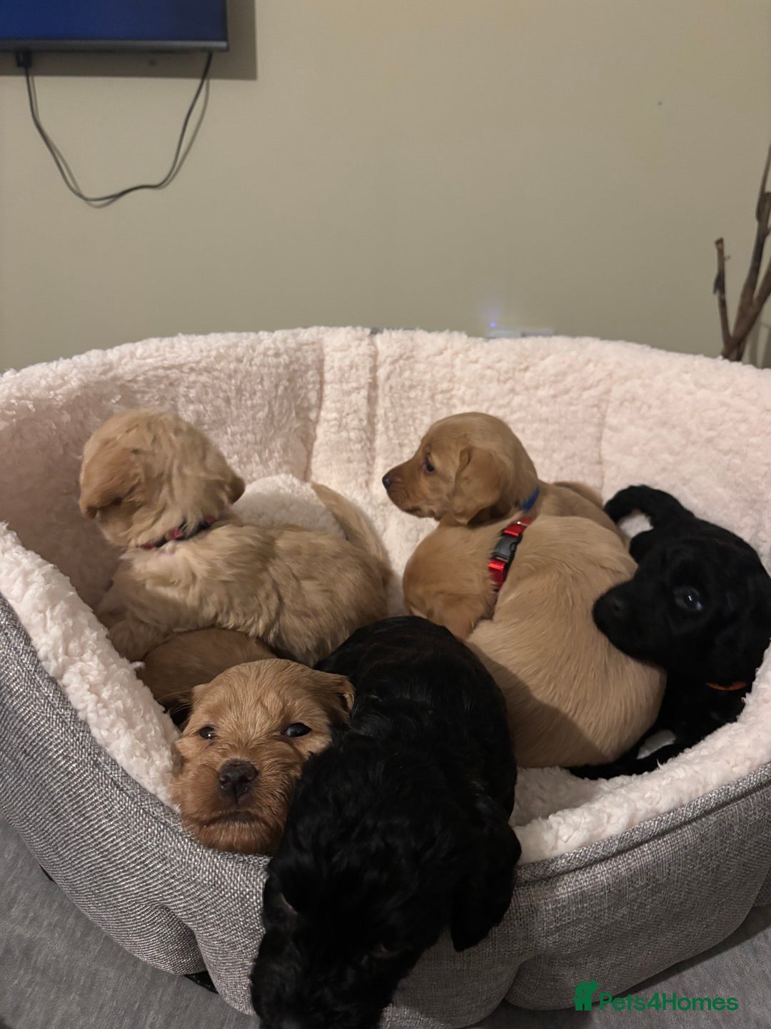 Mixed Breed dogs for sale: Lovely Cockapoo x miniature Labradoodle puppies!  - Advert 2