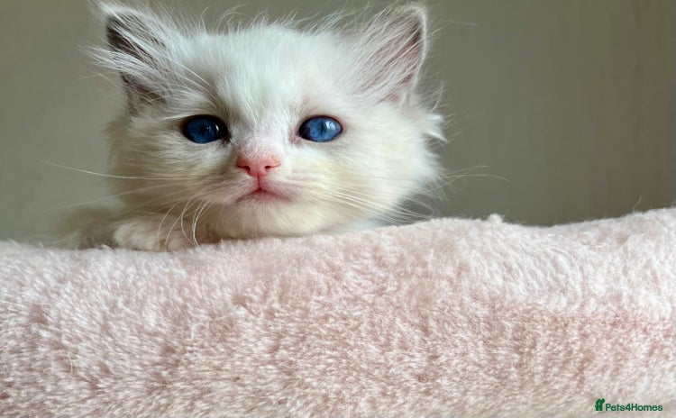 Ragdoll cats - Advert 10