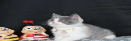 British Shorthair cats for sale: Tica registered British Shorthaired kittens - Advert 1
