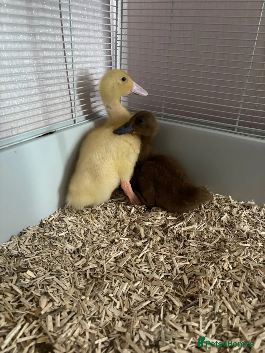 Ducks poultry for sale: Female ducklings  - Advert 1