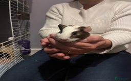 Guinea Pig rodents for sale: 3x girl piggies  - Image 2