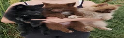 German Spitz dogs for sale: 1 German Spitz Mittel Boy left - Black - Advert 13