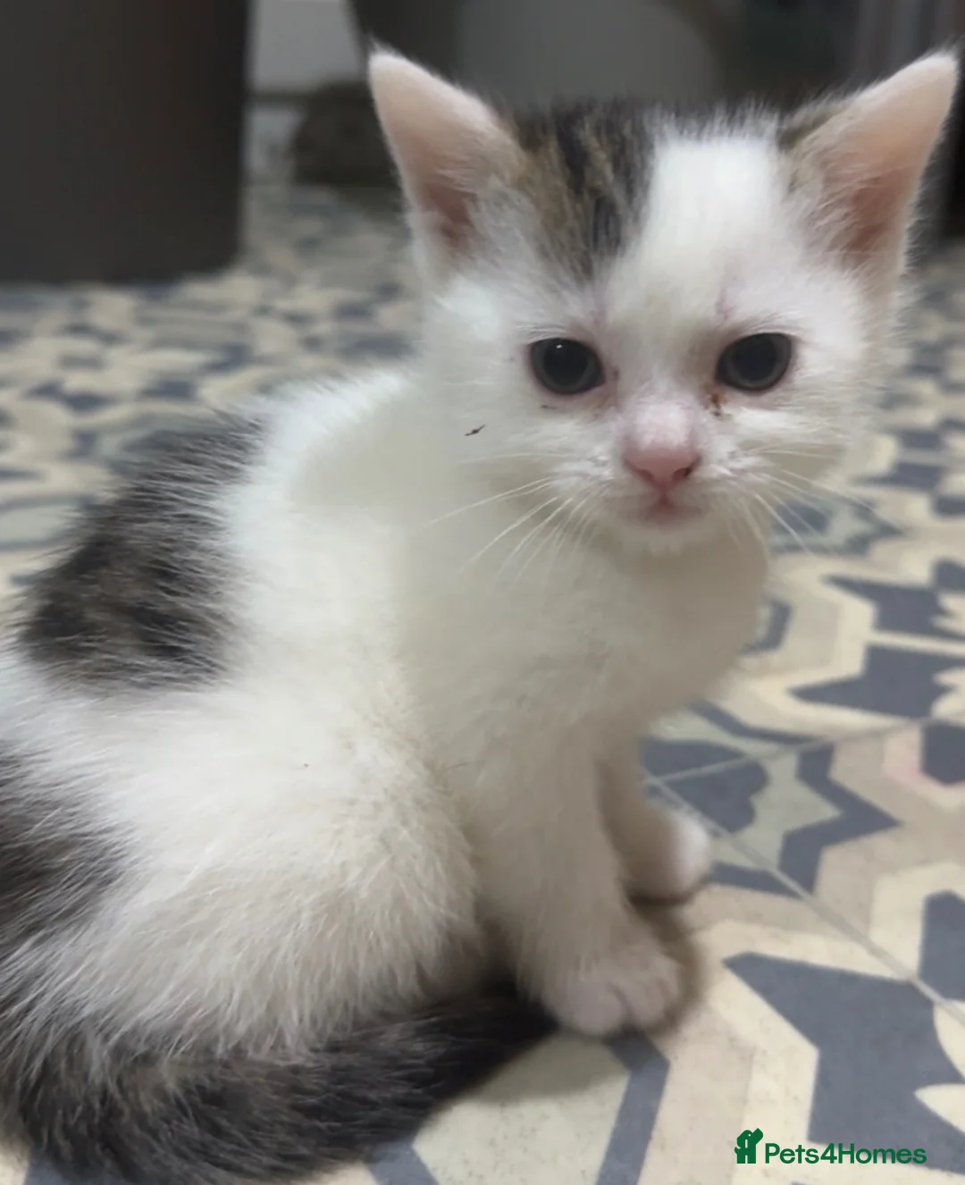 British Shorthair cats for sale: Kittens - mother is shorthair for black male in Birmingham - Advert 2
