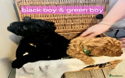 Cockapoo dogs for sale: F1B Cockapoo puppies - Image 6