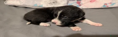Border Collie 4