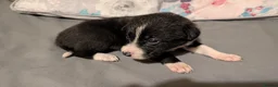 Border Collie dogs for sale: Collie pups from working strain in Tain - Advert 6