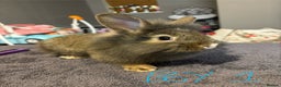 Lionhead rabbits for sale: Beautiful lionhead bunnies  - Advert 2
