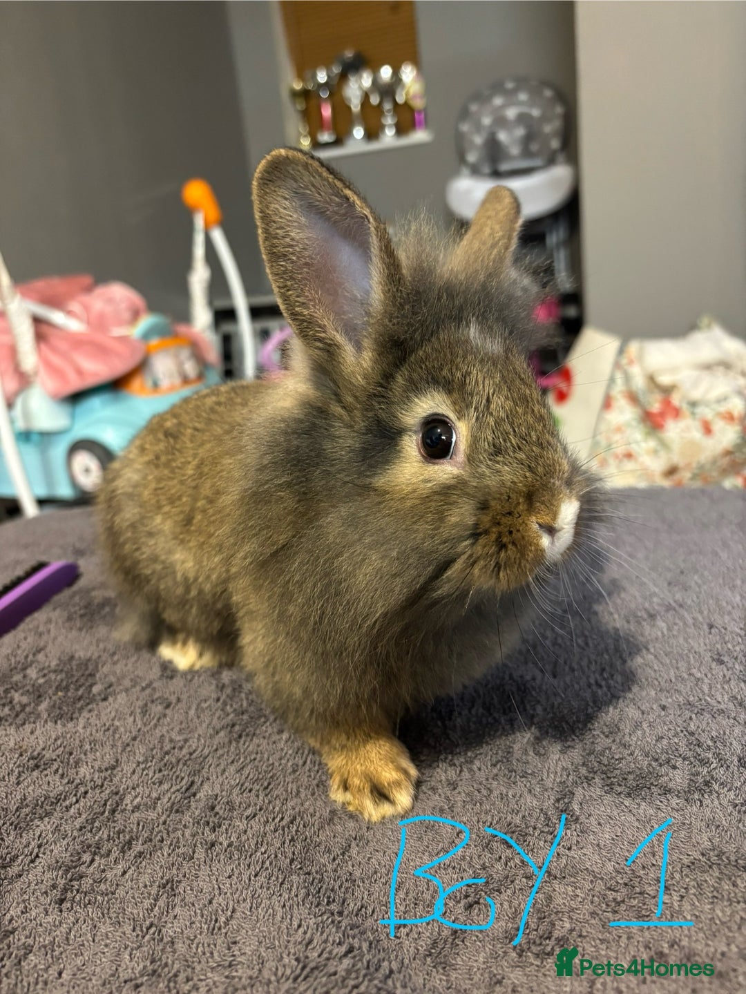 Lionhead rabbits for sale: Beautiful lionhead bunnies  - Advert 2