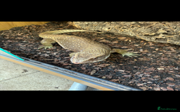 Monitor reptiles for sale: Servanah monitor  - Image 5