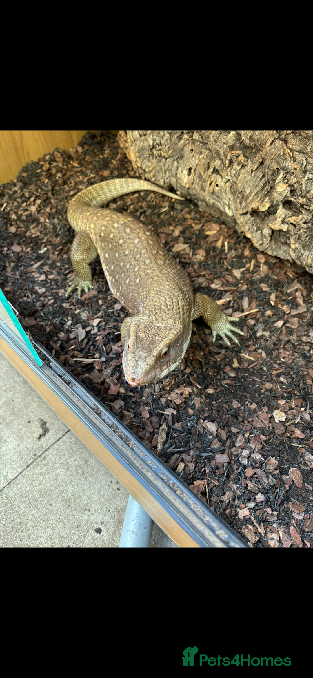 Monitor reptiles for sale: Servanah monitor  - Image 5