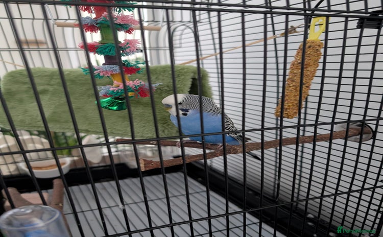 Budgerigars birds - Advert 1