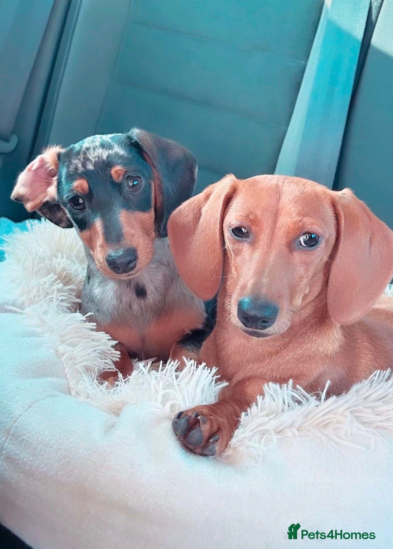 Miniature Dachshund dogs for sale: Miniature dachshunds  - must be rehomed together - Advert 1