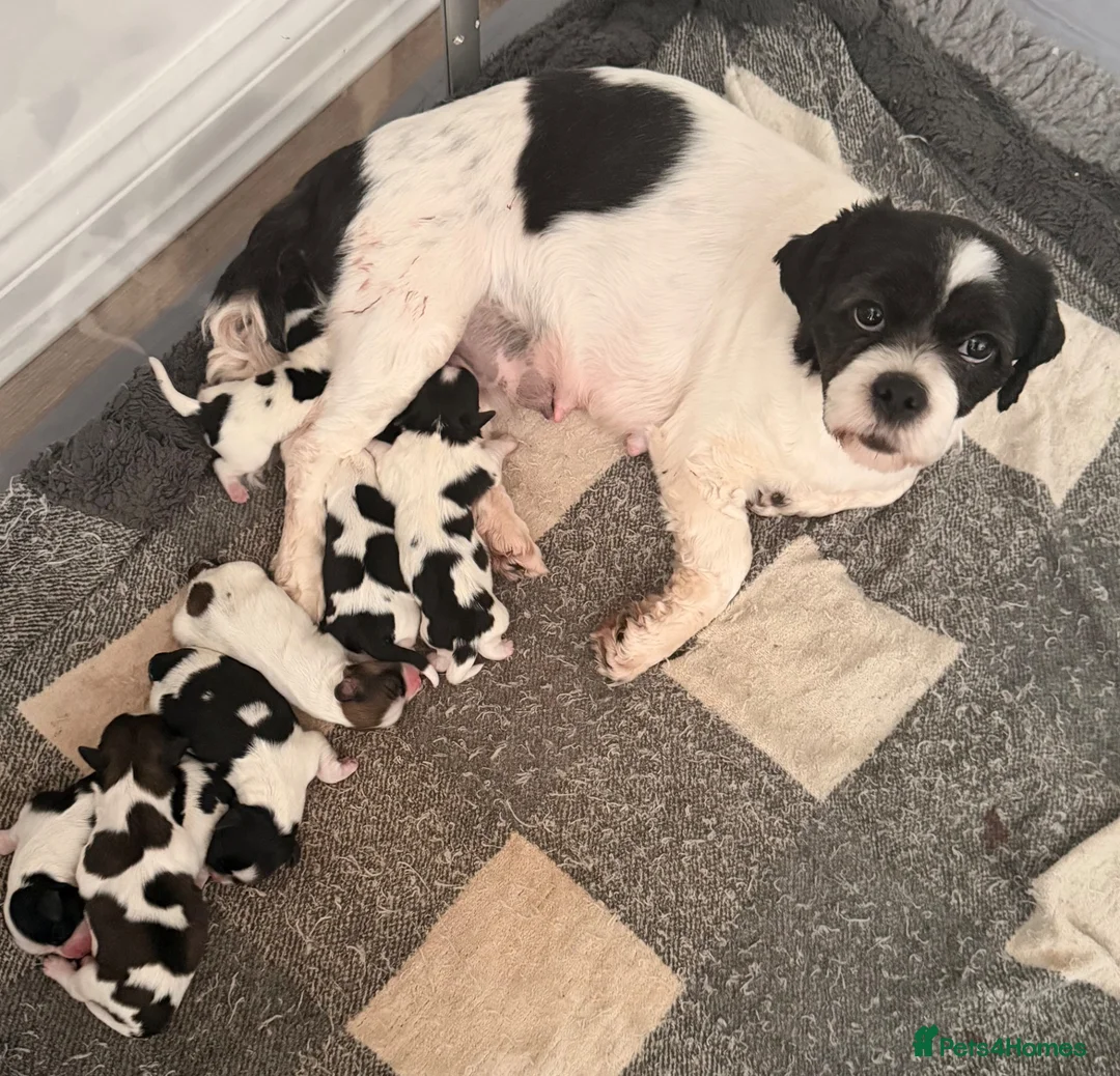 Lhasa Apso dogs for sale: Lhasa Apso puppies for sale, Ready now - Advert 11