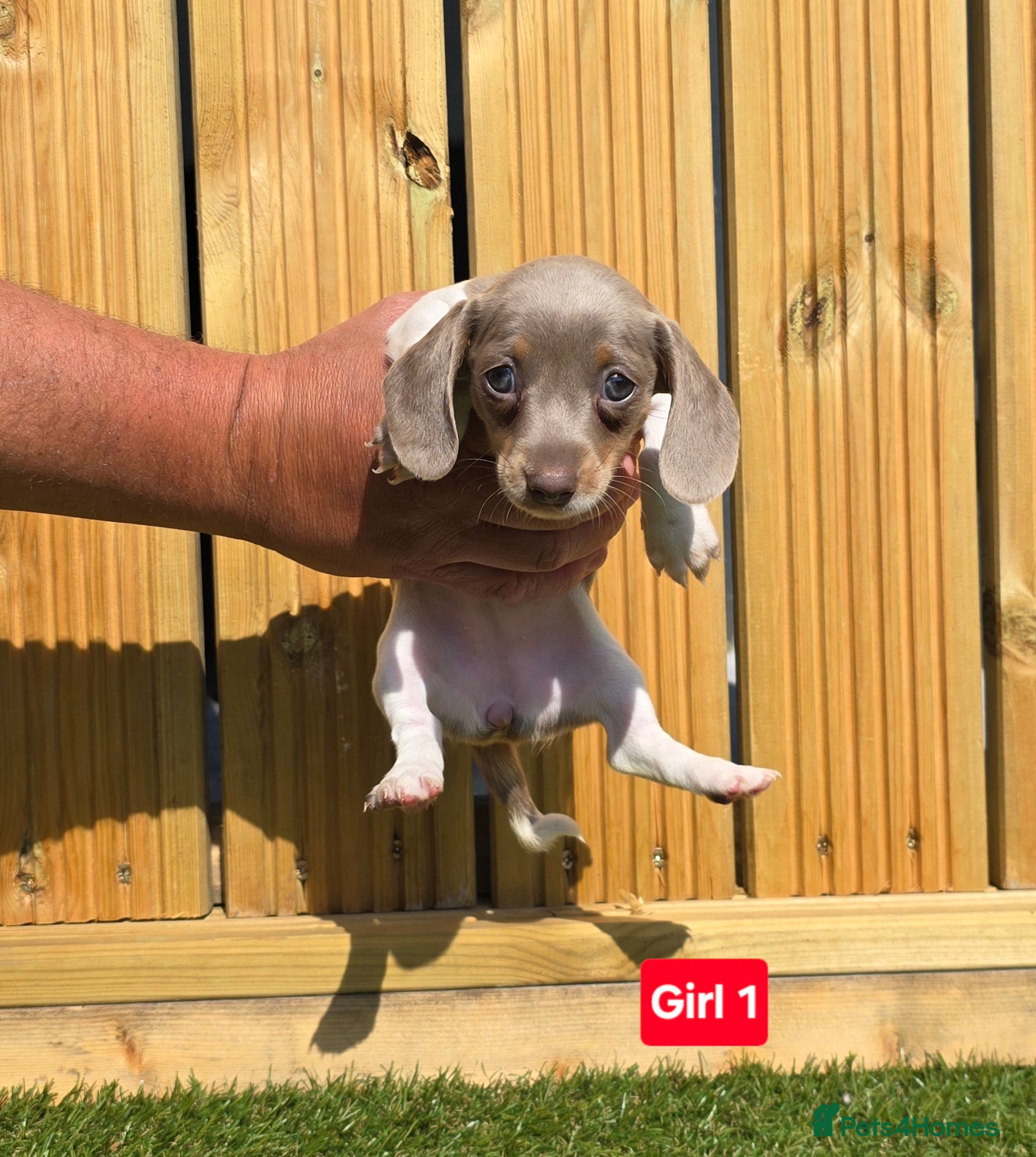 Dachshund dogs Beautiful Miniature Dachshund long & short haired - Advert 1