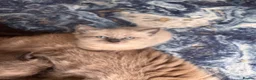 Ragamese cats for sale: Stunning ragamese kittens  - Advert 16