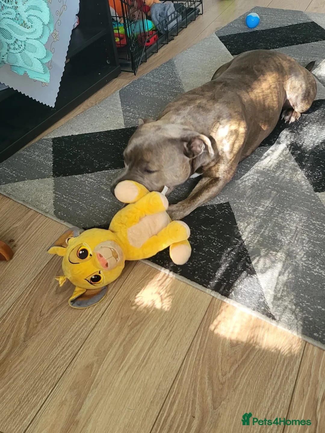 Staffordshire Bull Terrier dogs for stud: Blue Brindle Staffordshire Bull Terrier for Stud in Motherwell - Advert 12