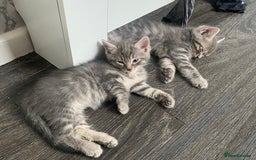 Ragdoll cats for sale: Ragdoll cross tabby kittens  - Advert 4